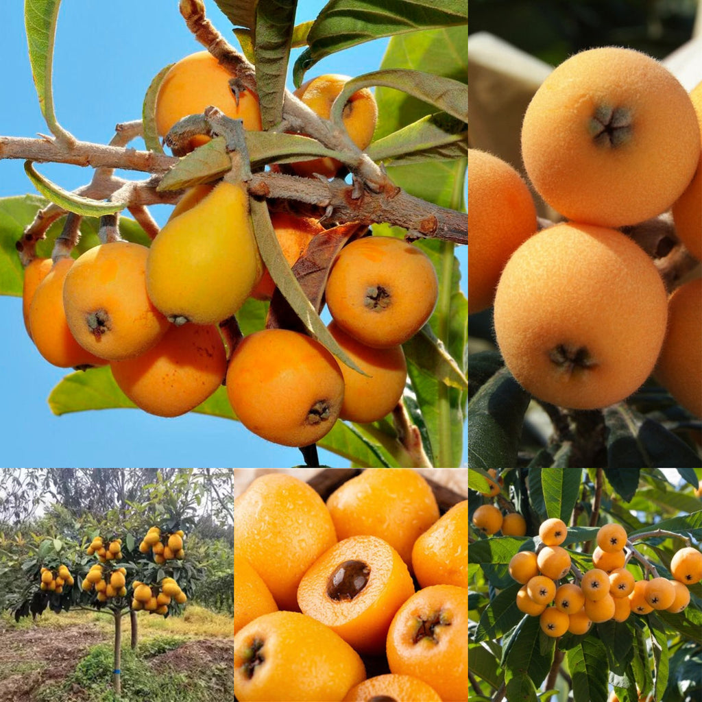 Five-star Loquat Seeds|🍑Flat 50% Saving🍑